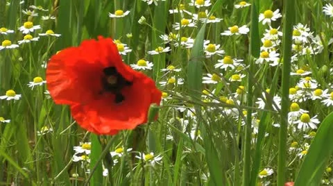 Red poppy Stock Footage 11239086