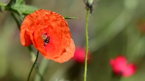 Red Poppy Stock Footage 11858506
