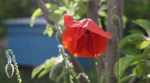 Red poppy Stock Footage 23712275