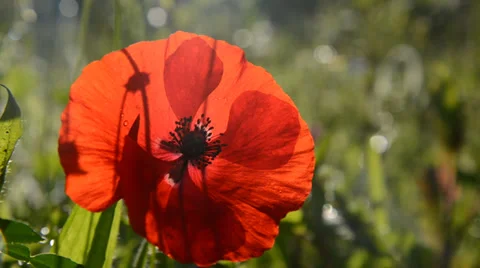 Red poppy Stockbeeldmateriaal 29516354