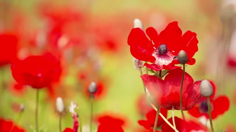 Red Poppy Video stock 49284002