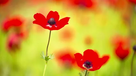 Red Poppy Stockbeeldmateriaal 49285101