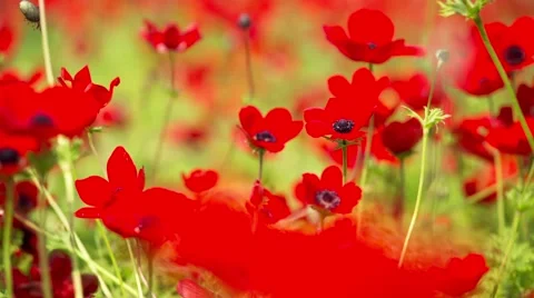 Red Poppy Stockbeeldmateriaal 49317105