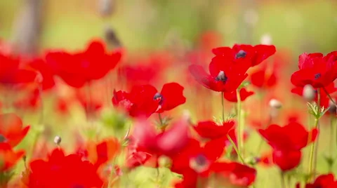 Red Poppy Stockbeeldmateriaal 49320355