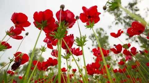 Red Poppy Stockbeeldmateriaal 49321768