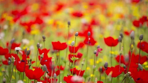 Red Poppy Stockbeeldmateriaal 49322181