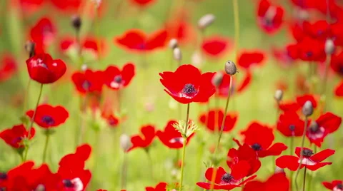 Red Poppy Stockbeeldmateriaal 49322216