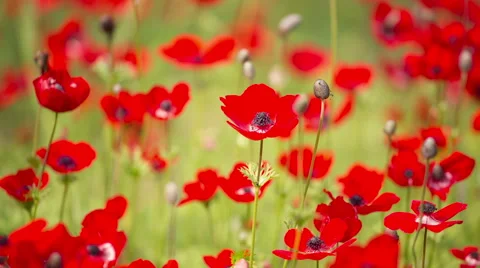 Red Poppy Stockbeeldmateriaal 49322717