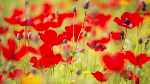 Red Poppy Stockbeeldmateriaal 49324715