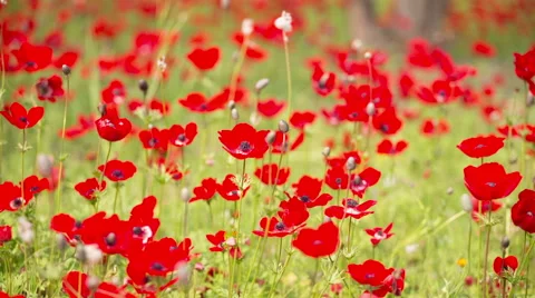 Red Poppy Stockbeeldmateriaal 49326227