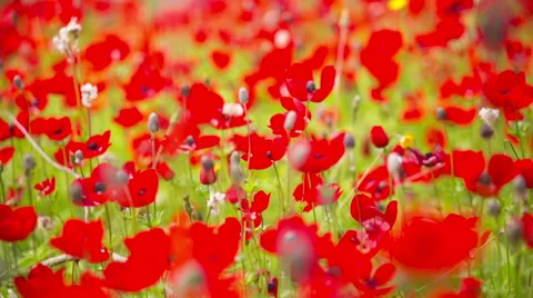 Red Poppy Stockbeeldmateriaal 49326575