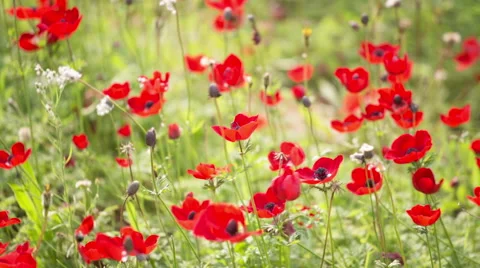 Red Poppy Stockbeeldmateriaal 49326966