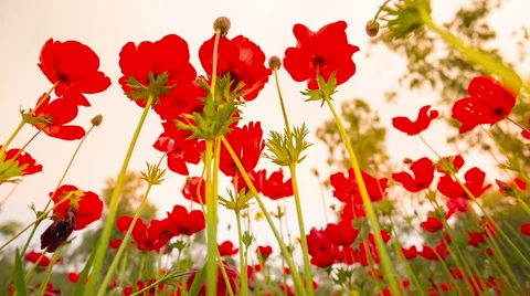 Red Poppy Stockbeeldmateriaal 49327951