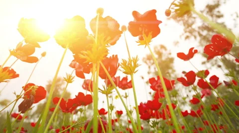 Red Poppy 動画素材 49332228