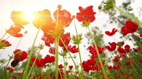 Red Poppy Stockbeeldmateriaal 49338116