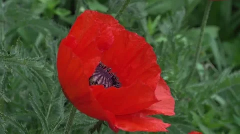 Red poppy Stock Footage 61074918