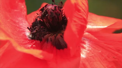 In red poppy Stock Footage 67805115