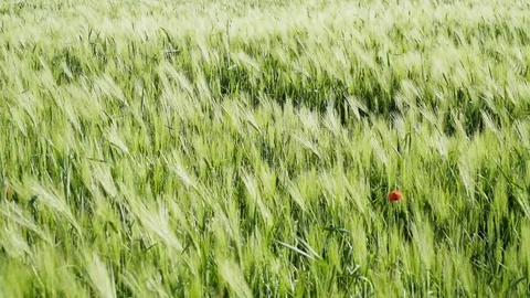 Red poppy Stock Footage 74407650