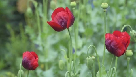 Red Poppy Stock Footage