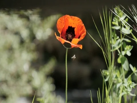 Red poppy Video stock 77660274