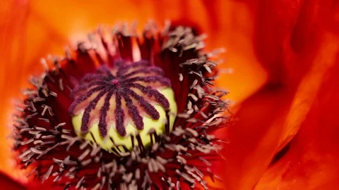 Red poppy Видео 105262917