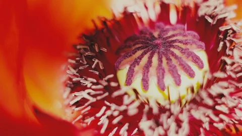 Red poppy Stock Footage 105264477