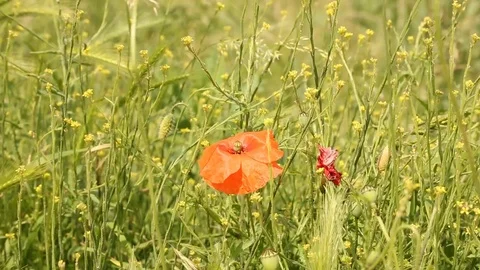 Red Poppy 스톡 동영상 112341365