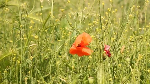 Red Poppy 스톡 동영상 112341369
