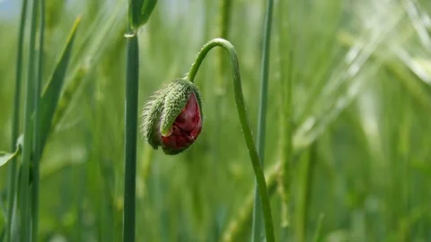 Red poppy Stock Footage 168187814