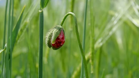 Red poppy Stock Footage 169606501