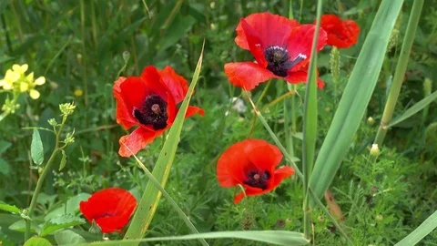 Red poppy in grass Stock Footage 84049445