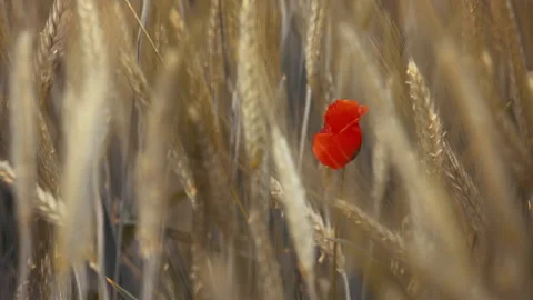 Red poppy in the grass Stock Footage 132138620