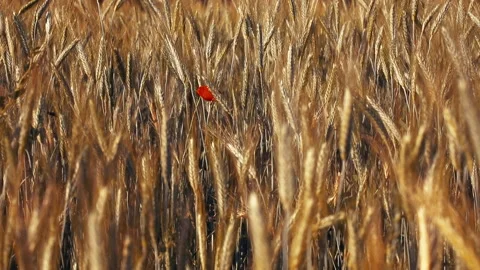 Red poppy in the grass Stock Footage 132138639