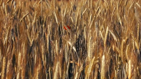 Red poppy in the grass Stock Footage 132138667