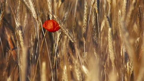 Red poppy in the grass Stock Footage 132138737