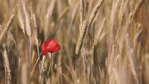 Red poppy in the grass Stock Footage 132138764
