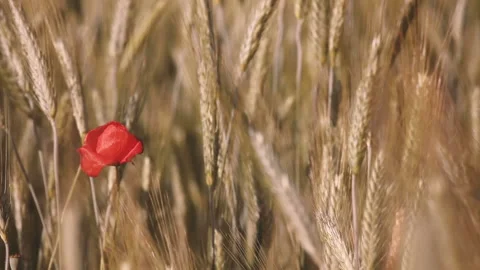Red poppy in the grass Stock Footage 132138774
