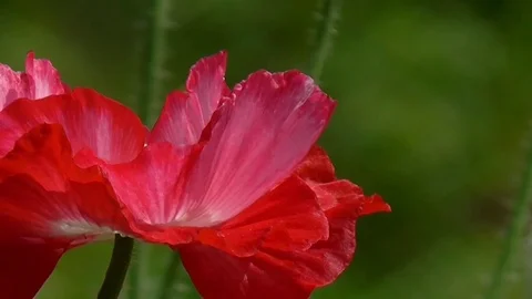 Red poppy on a green background. Stock Footage 71012498
