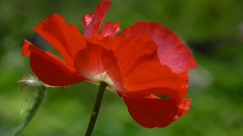 Red poppy on a green background. Stock Footage 71012499