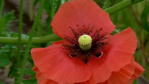 Red poppy on a green background. Stock Footage 71012605