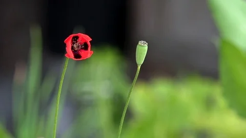 Red poppy on a green background. The mobile, small, tomboy. Stock Footage 76366276