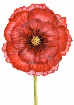 Red poppy Ilustração Stock