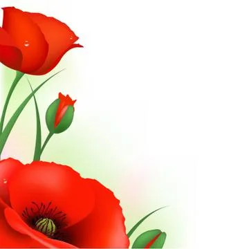 Red poppy Illustrazione stock