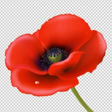 Red Poppy Stock Illustration