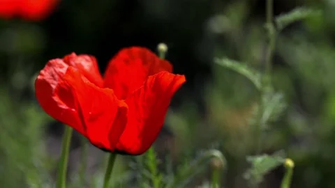 Red poppy in the macro field Stock-Footage 191134062