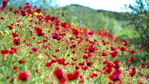 Red poppy meadow Stock Footage 153197926