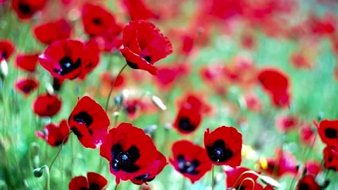 Red poppy meadow Stock Footage 153197928