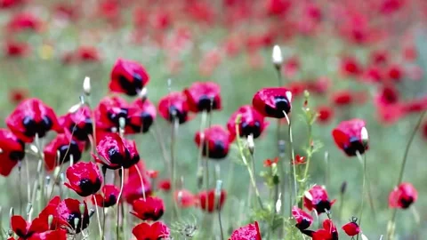 Red poppy meadow Stock Footage 153197983