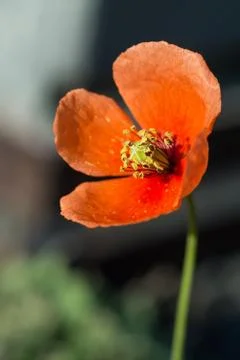 Red poppy opening to the sun Stock Photos