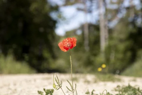 Red poppy on a path Stock Photos